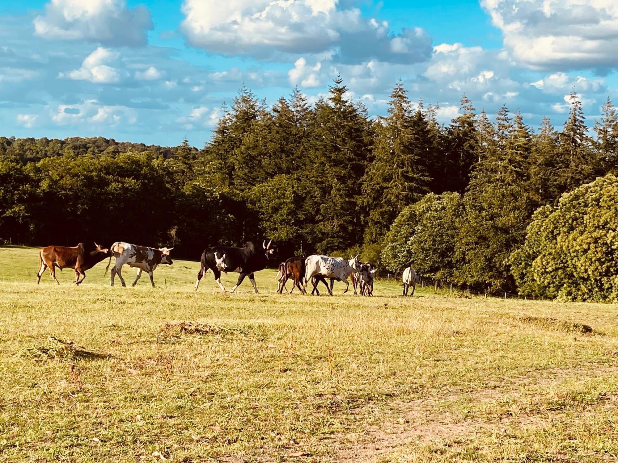Le Sourn Escapade Dans Un Ranch 아파트 외부 사진